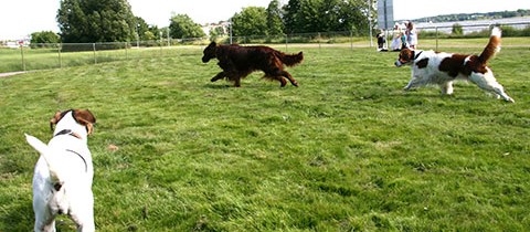 Lekande hundar i rastgården