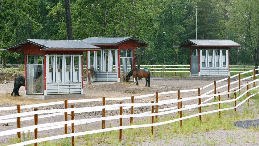 Hästar i hage