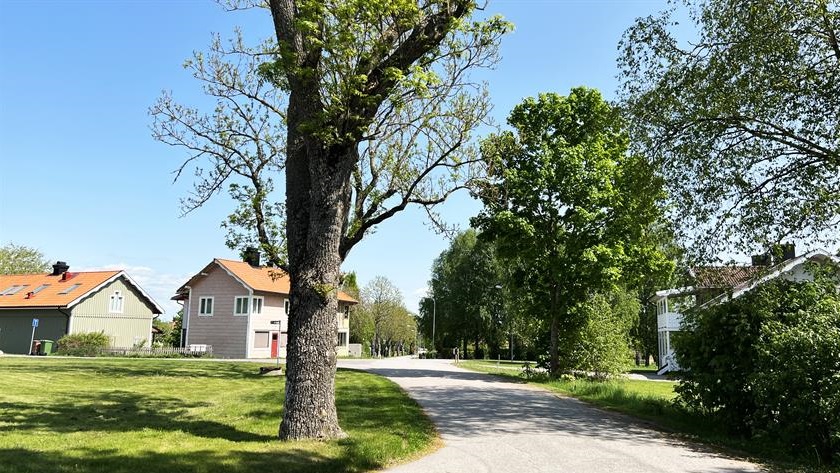 Omgivningen runt boendet Lundagården med grönskande gräs och träd